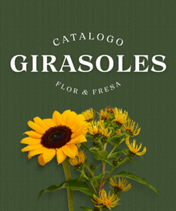 Girasoles