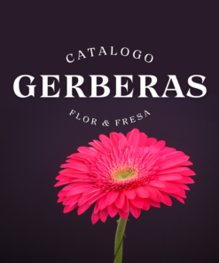 Gerberas