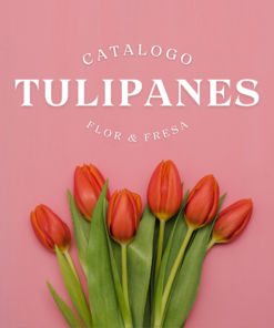 Tulipanes