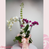 Orquidea