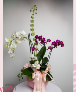 Orquidea